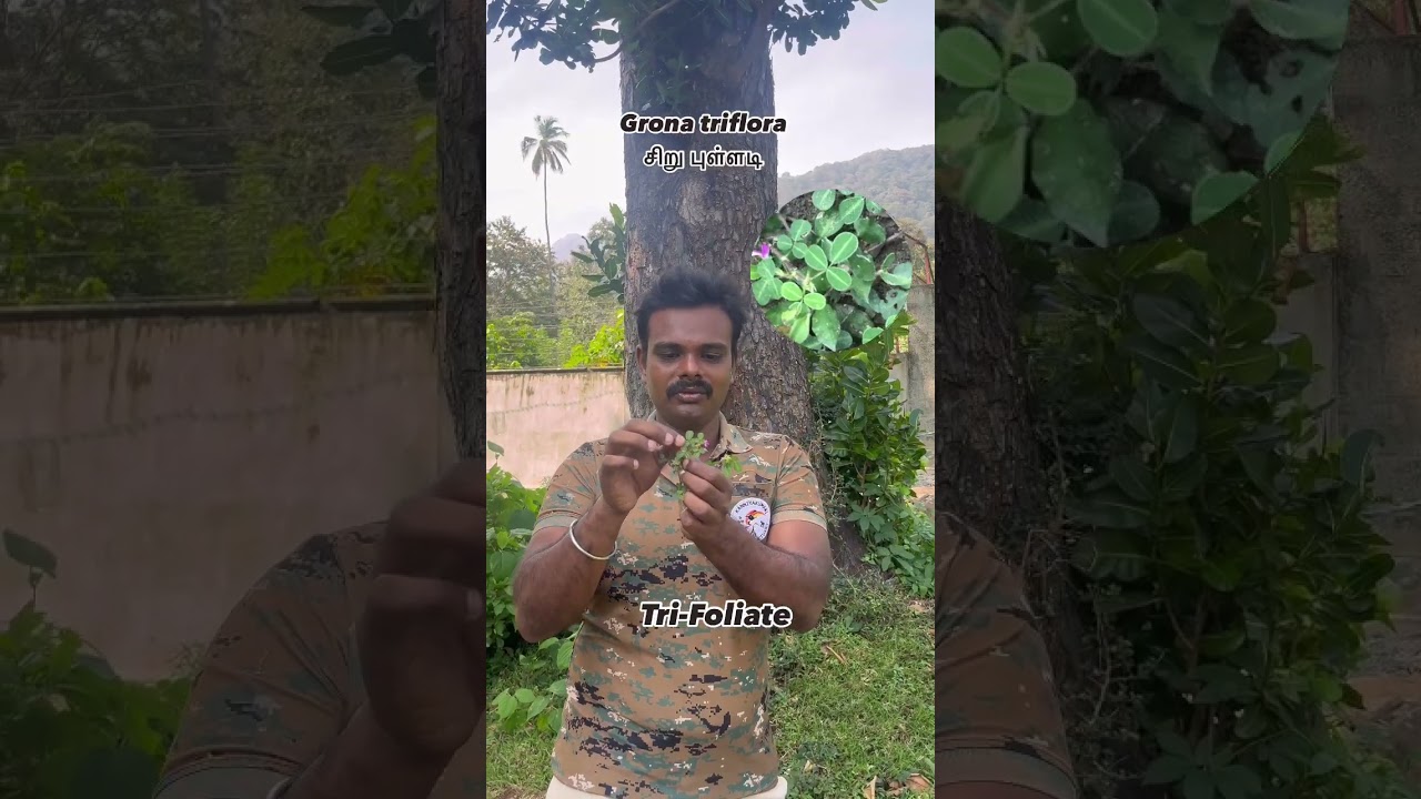 Grona triflora சிறுபுள்ளடி