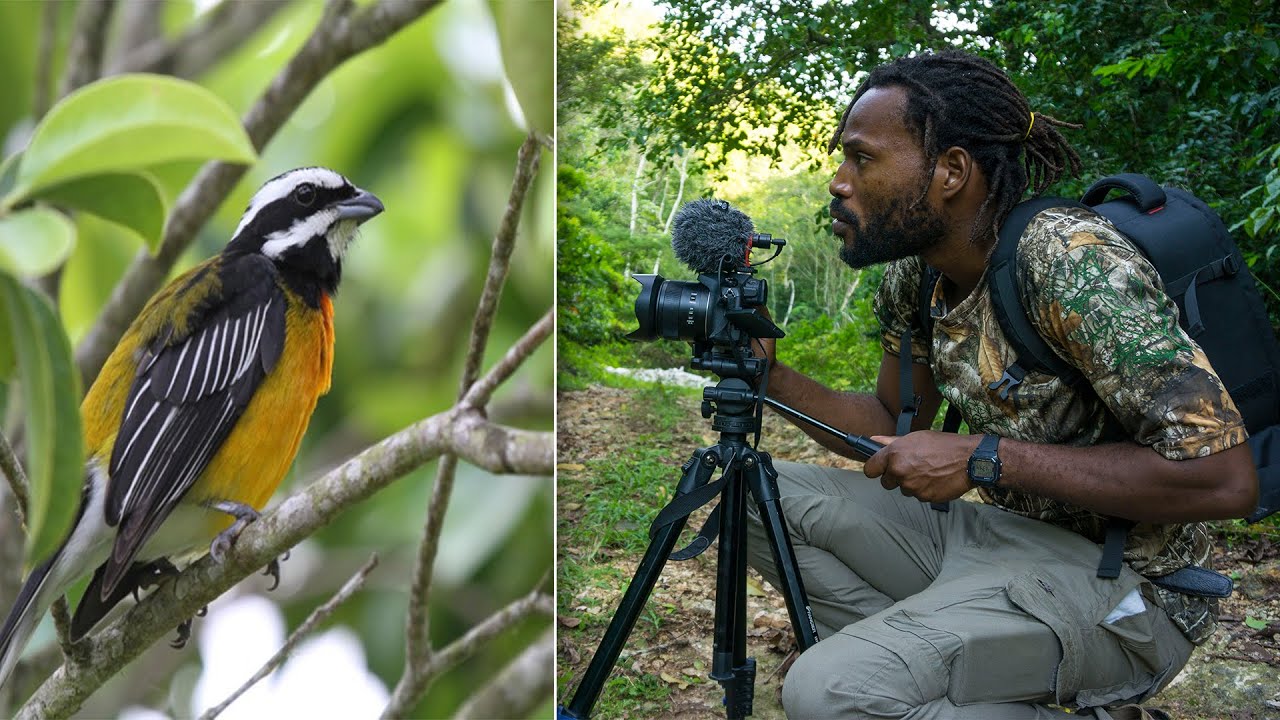 Bird watching In Jamaica | Wildlife Videography