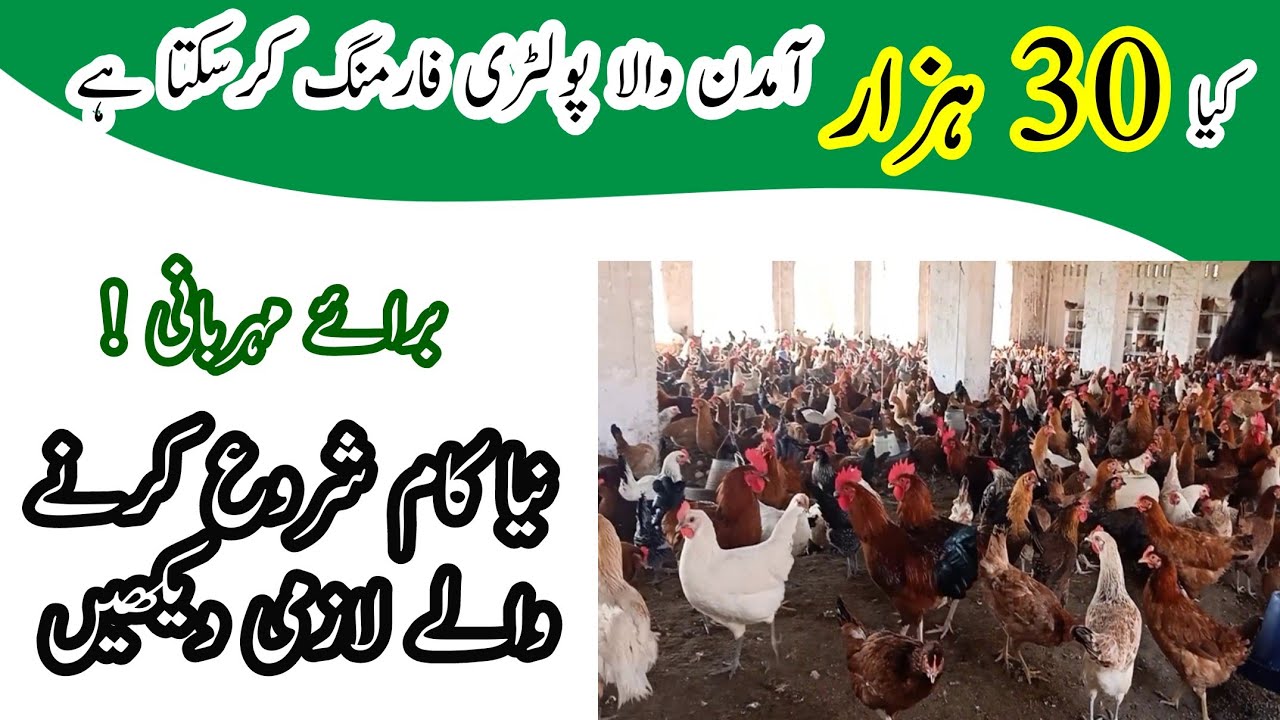 Is Golden Misri a Profitable Business ? || Small Investors Kindly Watch Special Video