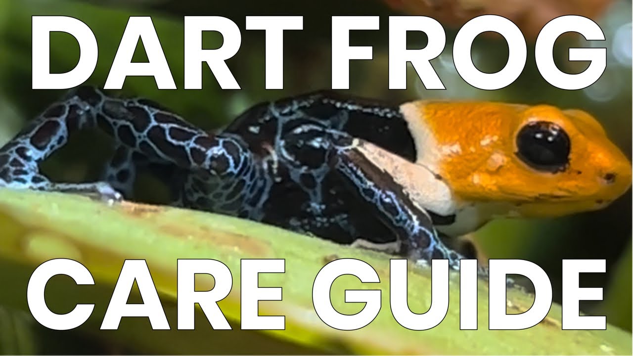 Poison Dart Frog Care Guide