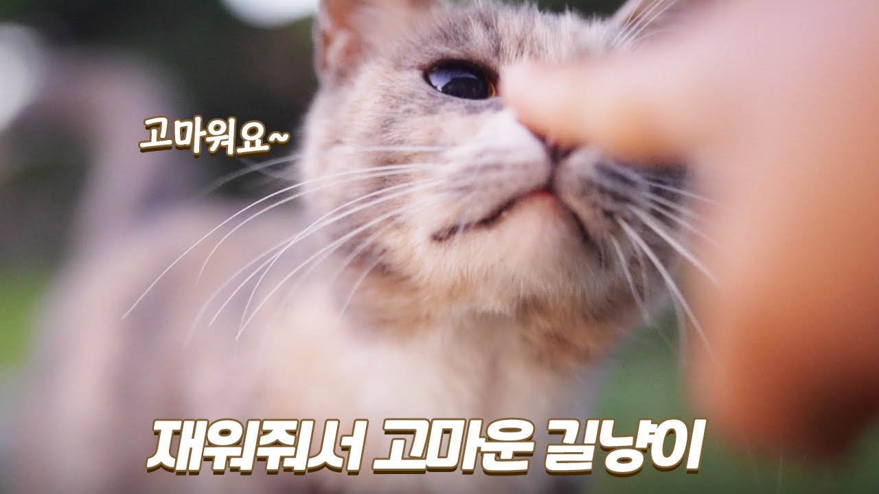 겁 많은 길냥이가 코뽀뽀를 해줬어요 ㅠㅠ 완전 감동이야