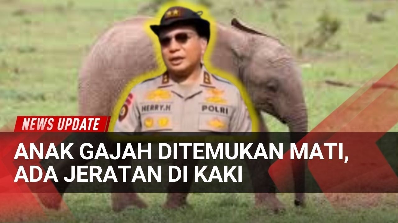 Polisi Selidiki Alih Fungsi Lahan Setelah Anak Gajah Mati