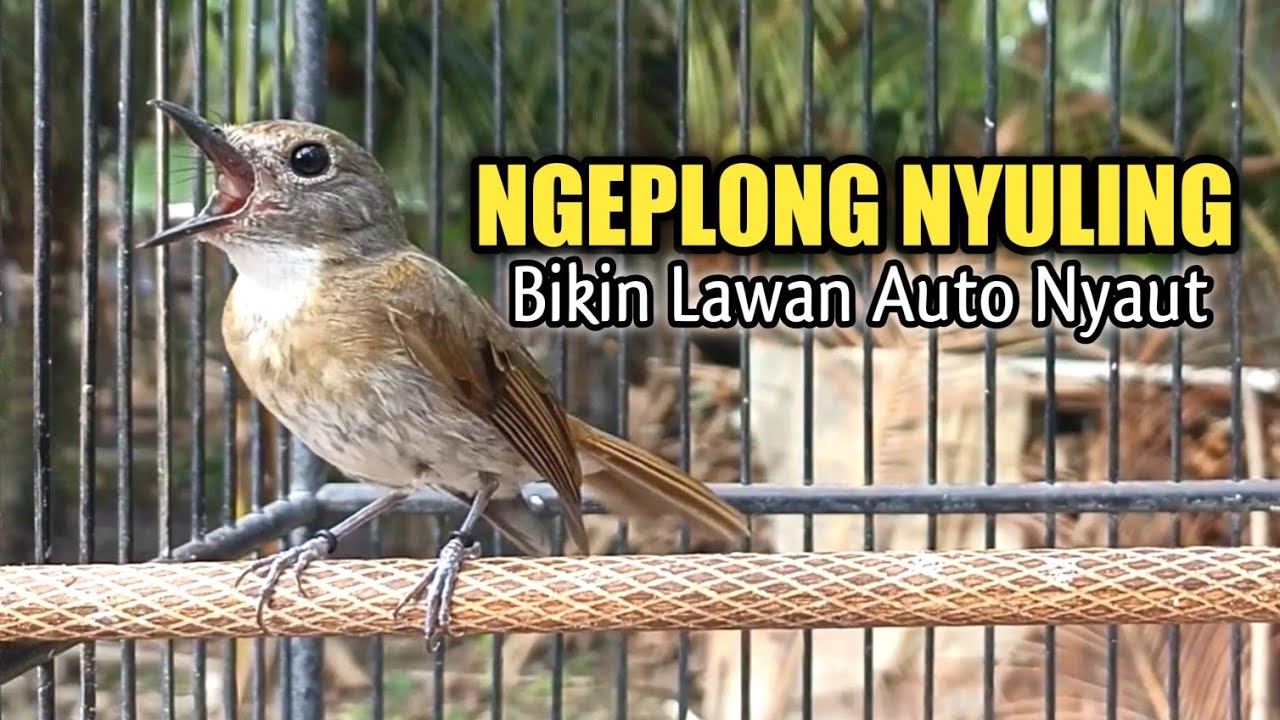 SRDC Gacor Ngeplong Nyuling ‼ Ampuh Buat Pancingan Bahan Cepat Nyaut