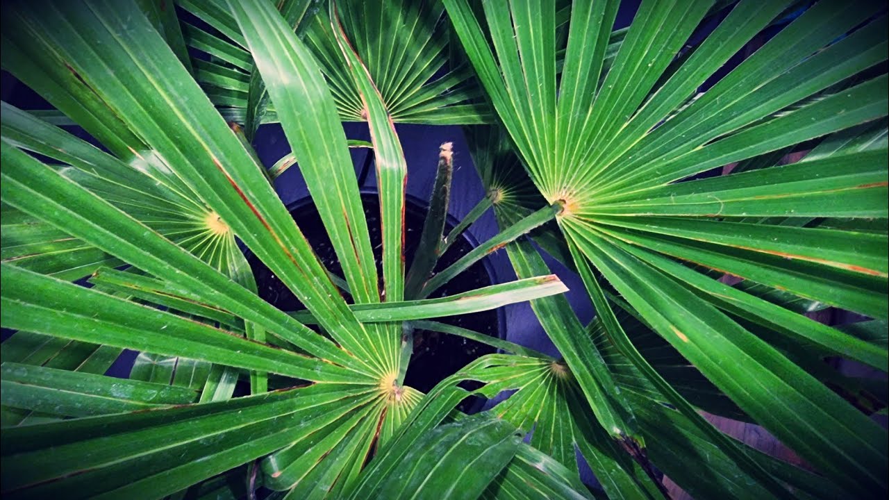🌴NOWOŚĆ🌴 nowa, piękna i niesłychanie rzadka palma właśnie przyjechała #palma  #trachycarpus #nowość