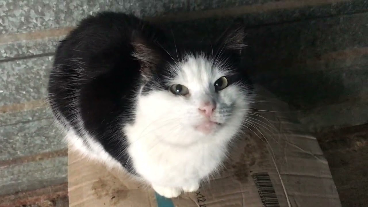 The Most Beloved Street Cats
