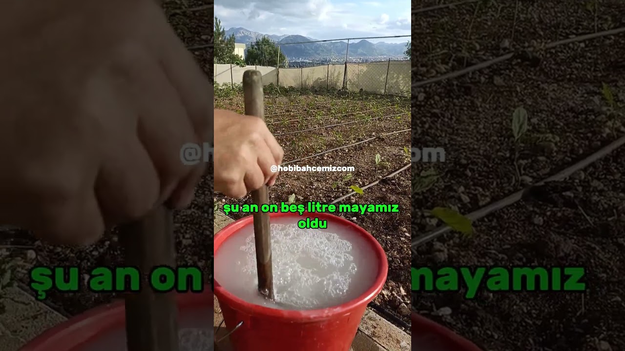 Fideler İçin Maya Karışımı (Doğal Gübre / Bitki Geliştirici Karışım)