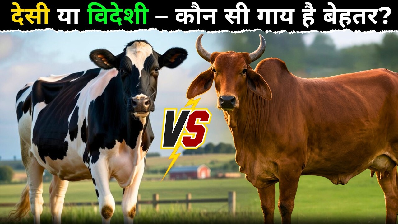 कौन बेहतर ? देसी गाय या विदेशी गाय ||