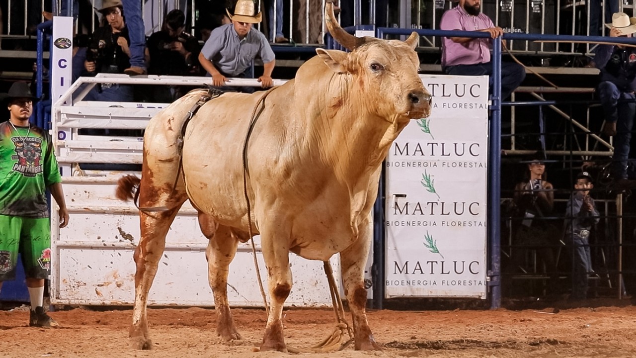 SEMI FINAL em TOUROS | RODEIO de CARNA ROÇA 2026