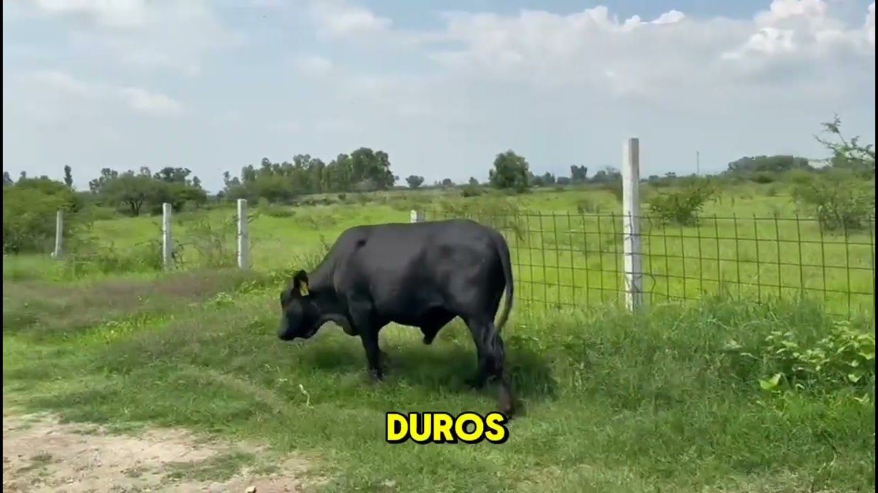 &iquest;conoces la raza Mashona?