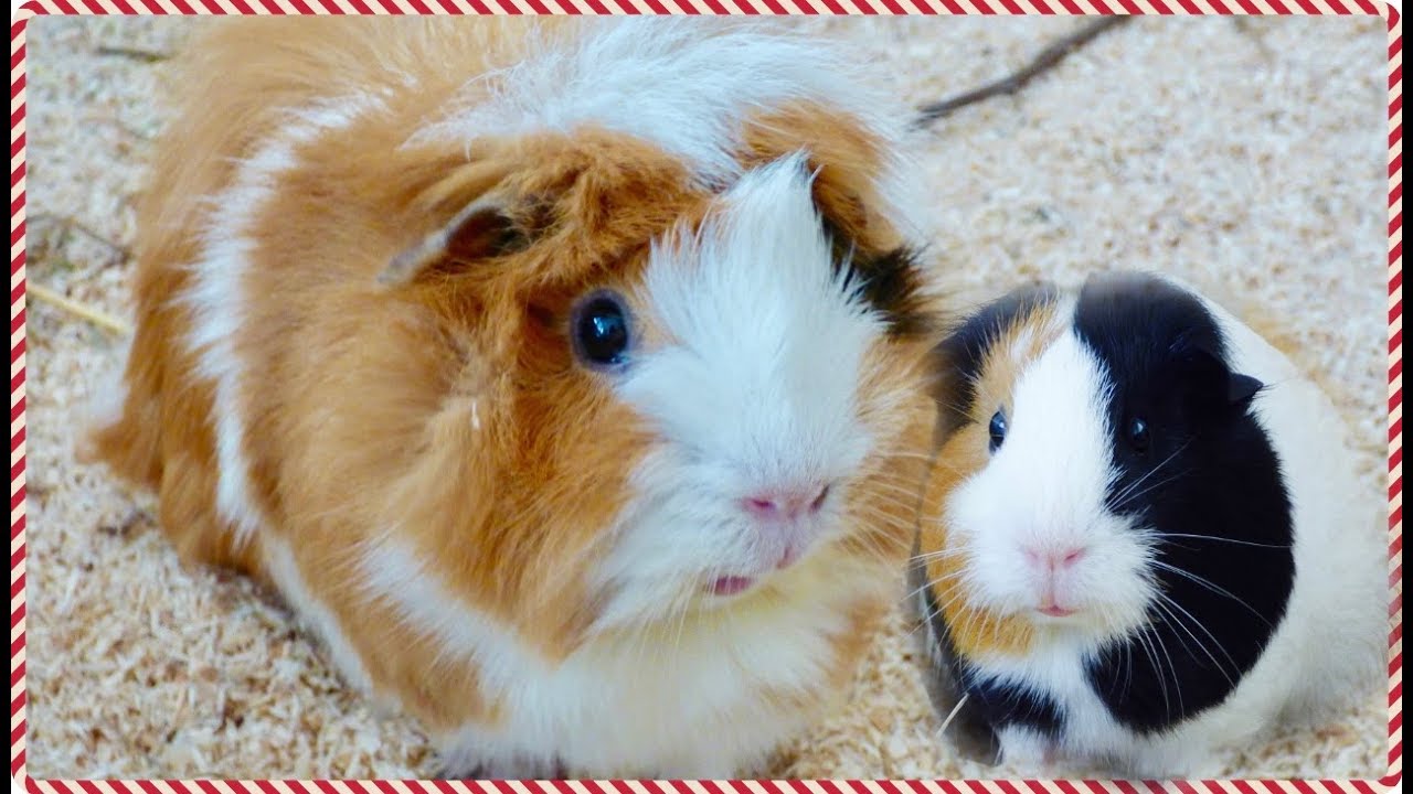 Daily Guinea Pig Routine | Pigmas 2017