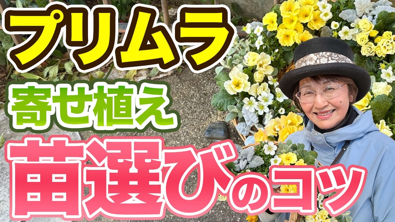 プリムラで作る春の寄せ植え｜苗選びと植え方をプロが解説します!!【プリムラジュリアン】【シルバーリーフ】【リース】