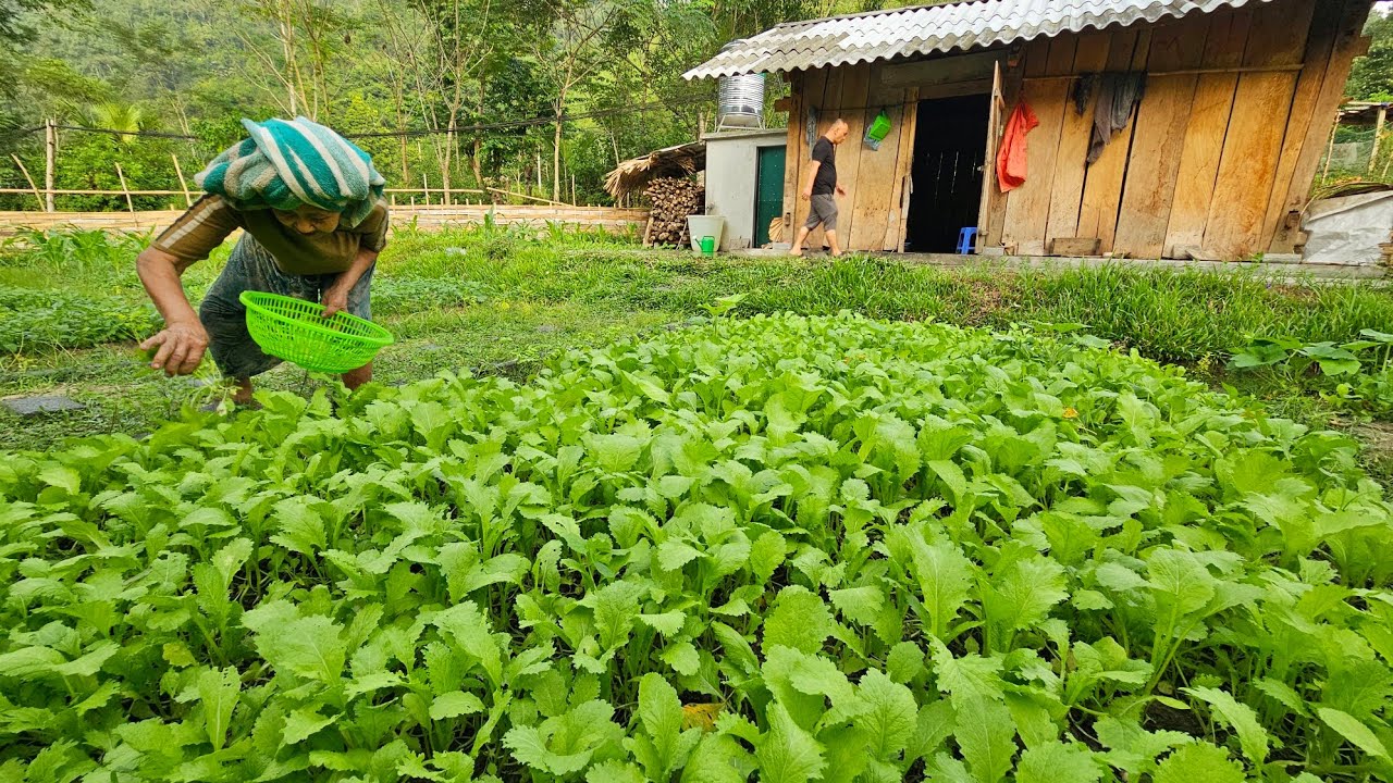 Bất ngờ thăm Bà Viện 80 tuổi Cô đơn ở trong Vila thu hoạch rau tốt ngập vườn. Nguyễn Tất Thắng