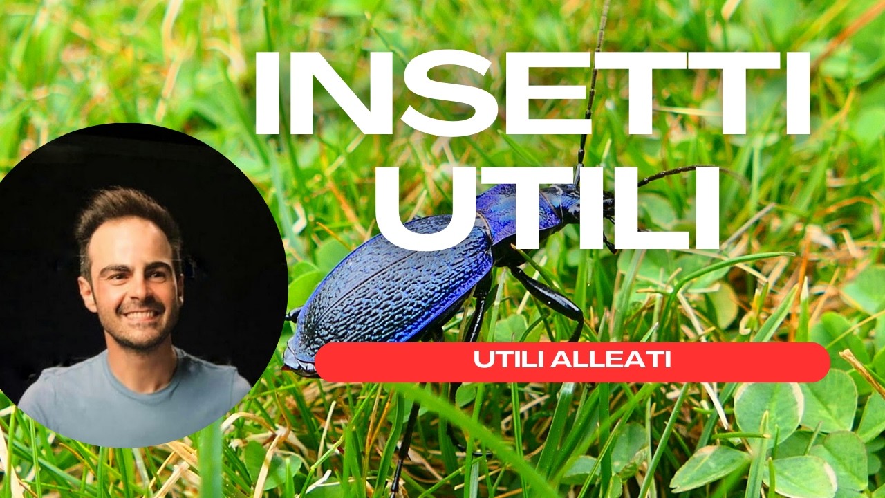 Insetti utili 🐞 indispensabili per ogni giardino