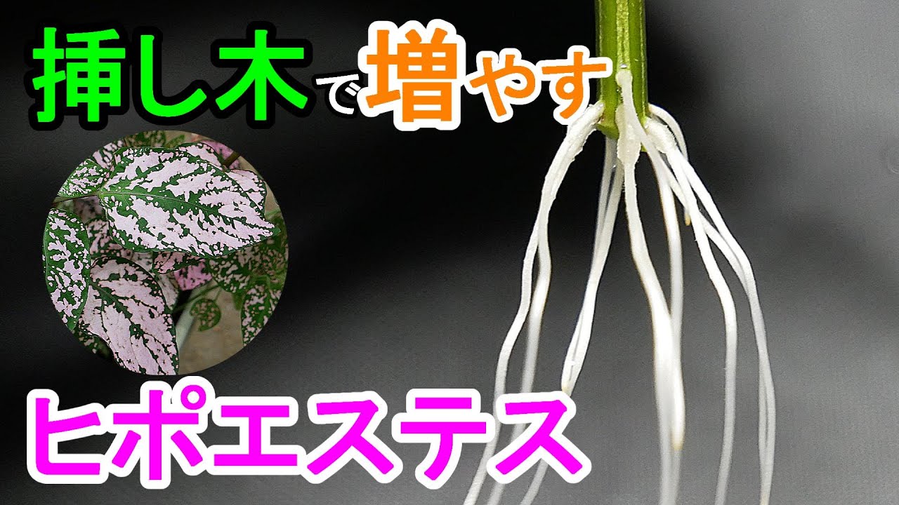 ヒポエステスの挿し木　土挿しと水挿しで