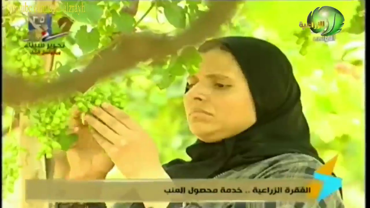 زراعة عنب برايم سيدلس المميزات وانتاج الفدان والتسميد والري