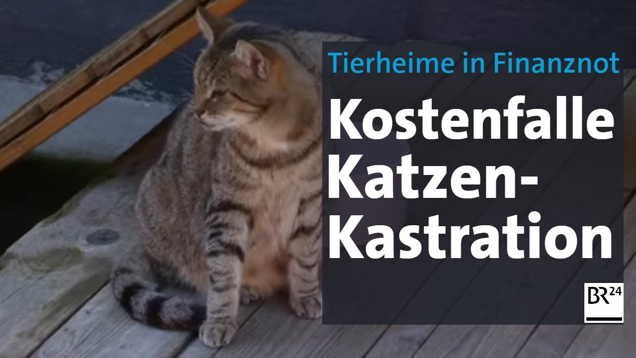 Mehrkosten wegen n&ouml;tiger Kastration: Streunende Katzen setzen Tierheimen zu | Abendschau | BR24