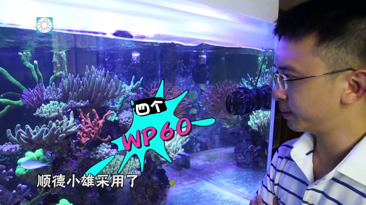 高手驾到——顺德小熊绝美1米5硬骨礁岩缸！
