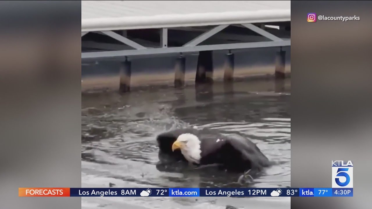Jackie the bald eagle suffered no major injuries in attack, experts say