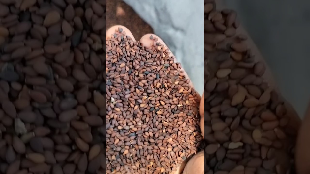 Sesame seeds for sale #ellu#ellu_cultivation#sesameoil#sesameseeds#farming#farmer#villagefarming