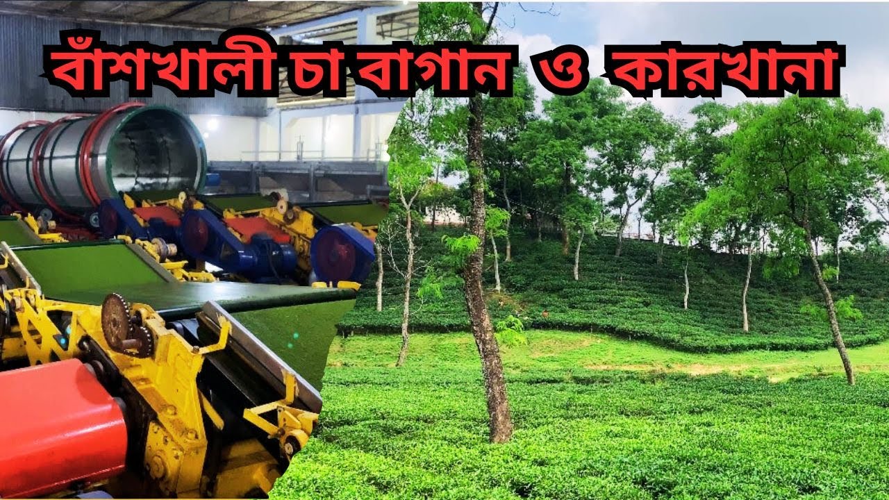 চট্টগ্রামের বাঁশখালী চা বাগান | কীভাবে যাবেন, কী দেখবেন, কারখানার ভেতরের দৃশ্য