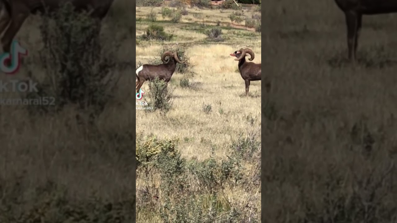 Ram fight ends in an unexpected way 😳