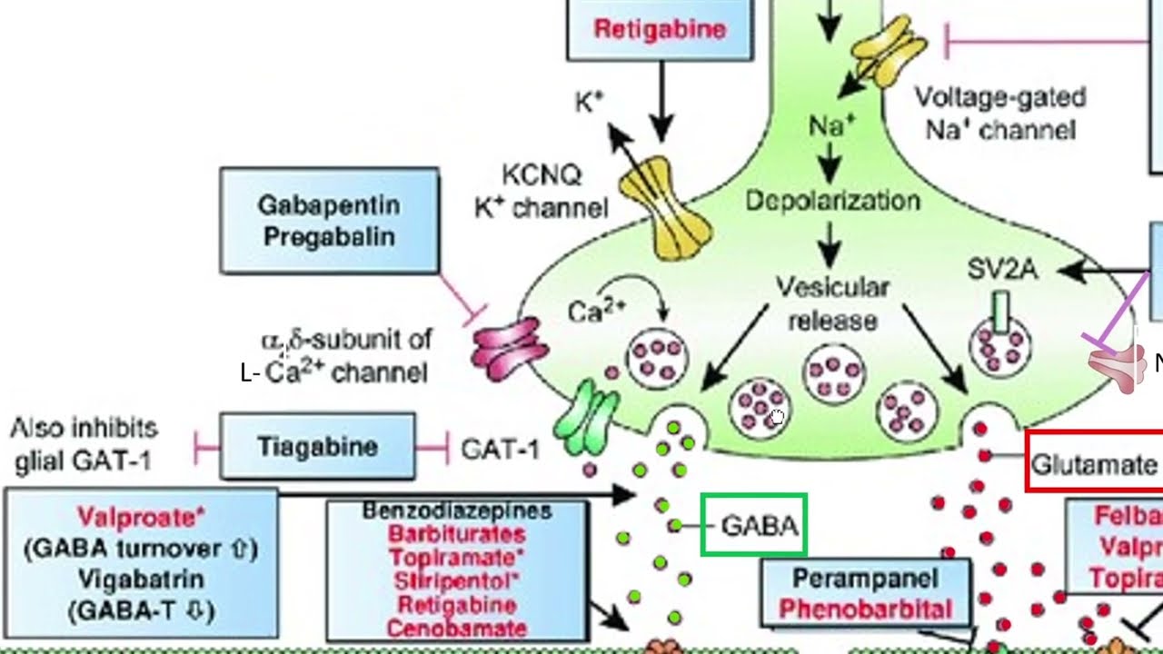 Epilepsie III: Antikonvulsiva - Überblick