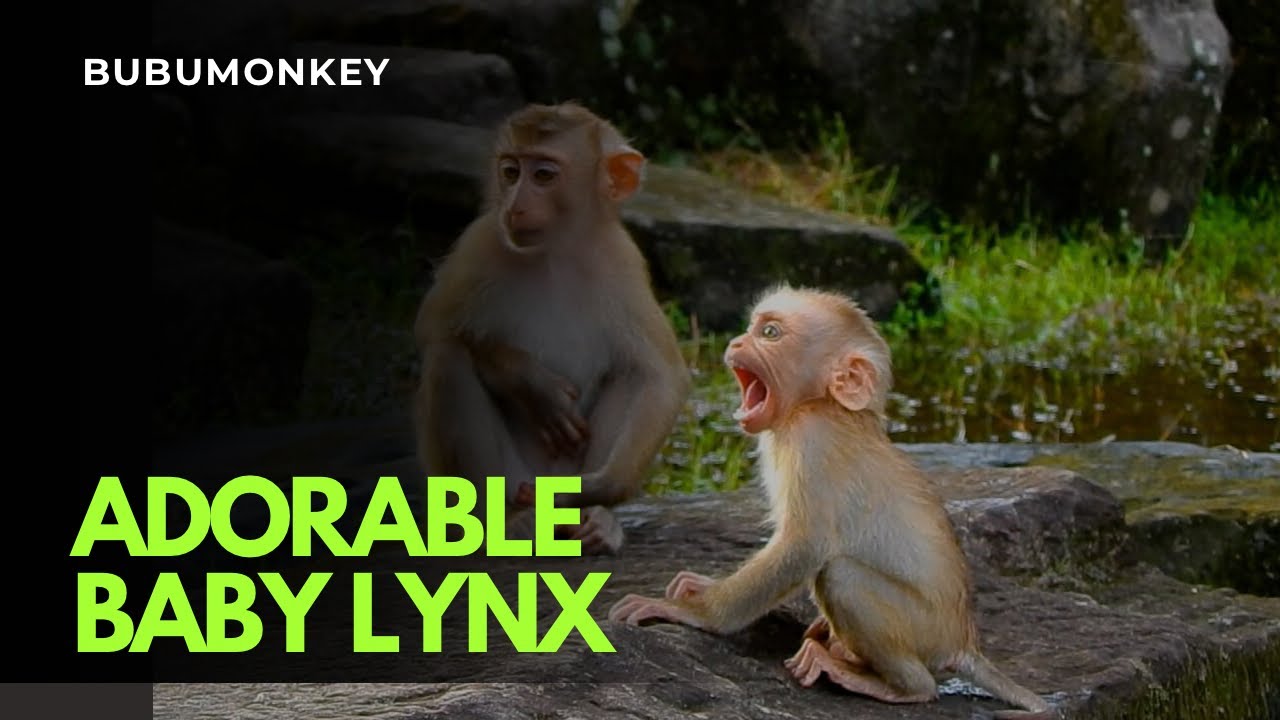 Really Admirable! Adorable Baby Monkey Lynx Call Mom Luna To Come To Look After while staying With..