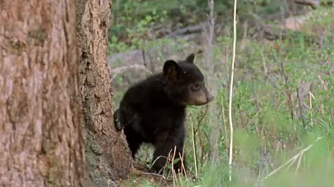 Having a Swim | Big Bear Diary | BBC Earth