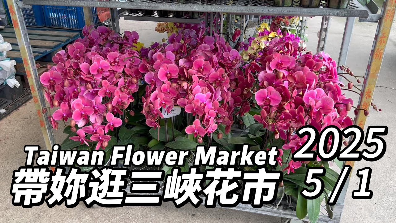 帶妳逛新北三峽花市~週末搶先看!丨2025/5/1丨Taiwan Flower Market 丨