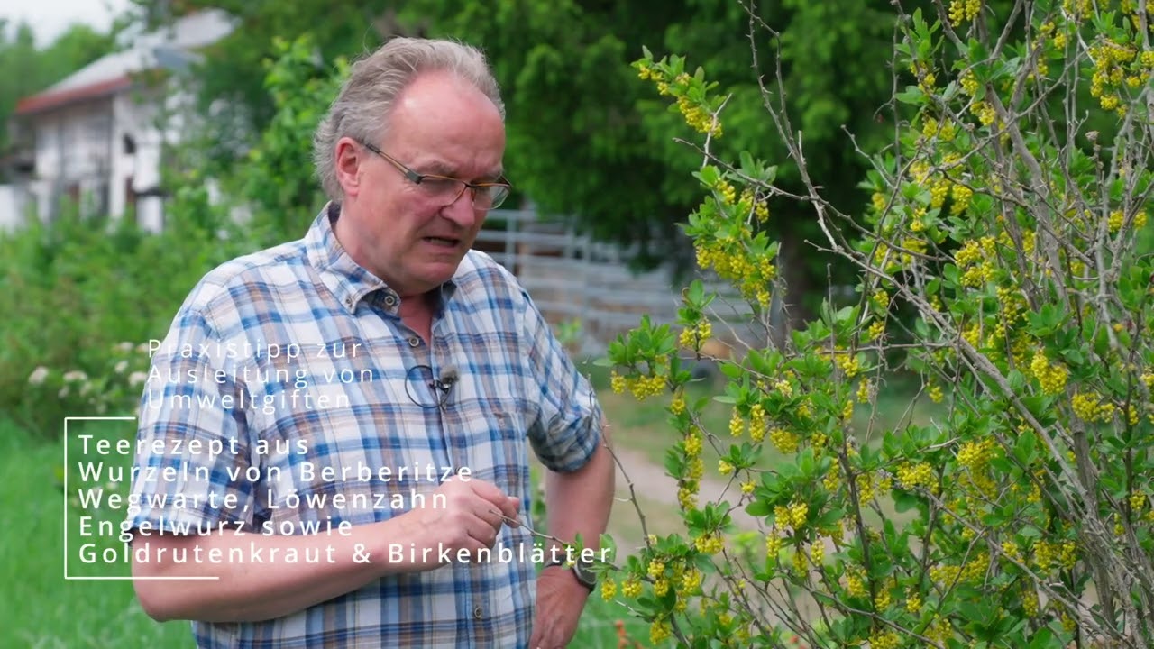 Balsam für die Leber - die Heilkraft der Berberitze, vorgestellt von Olaf Rippe