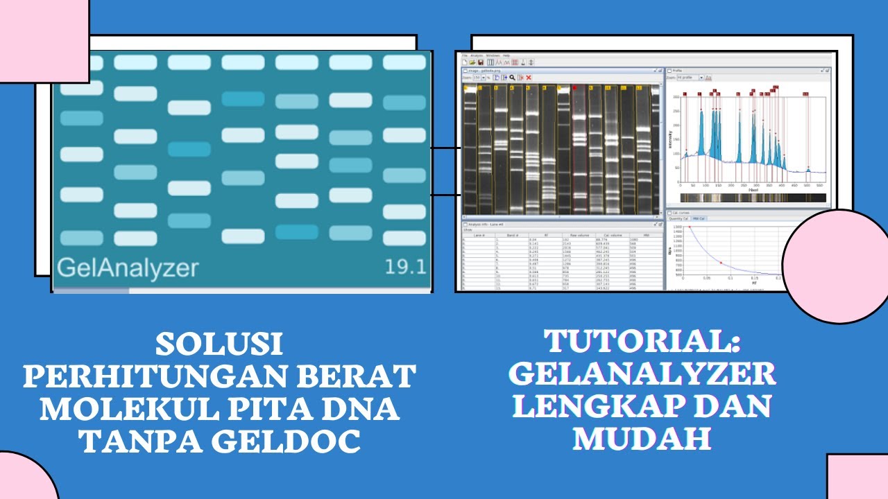 Tutorial GelAnalyzer: Solusi perhitungan ukuran berat molekul pita DNA dengan cepat dan mudah