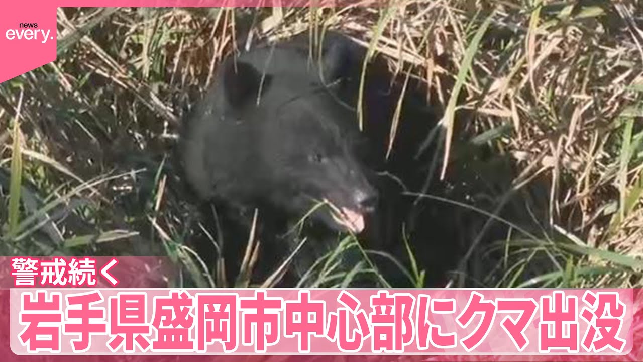 【クマ】岩手・盛岡市中心部に出没  住宅街に逃げ  警戒続く