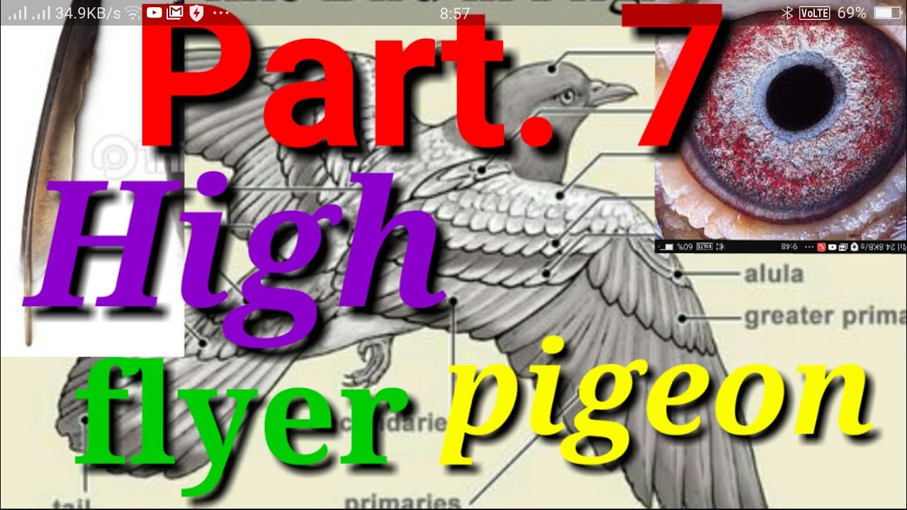 High flyer pigeon. Ache Nasal ke kabutar ki pehchan kaise kre. Part. 7