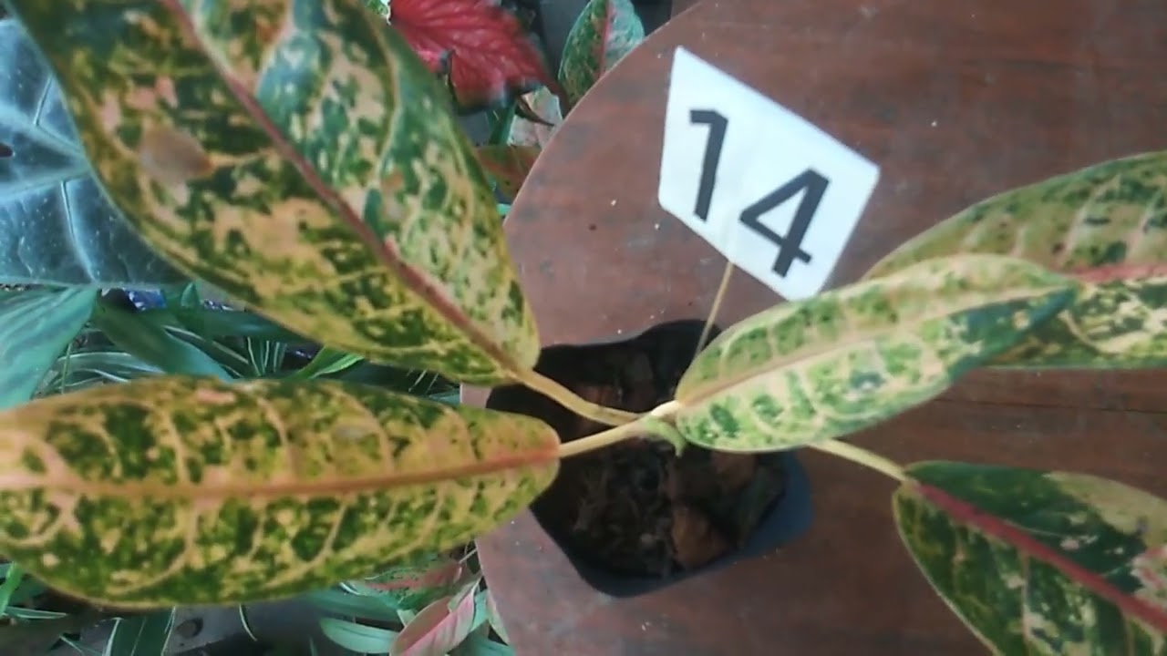 Plant sale 30🌳 මල් පැල අදත් ගෙනාවා🏵What app number 0713609685 message or call 📞