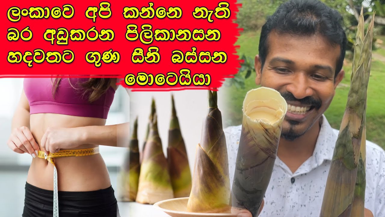 දියවැඩියාවට හදවතට මෙච්චර ගුණ උණ ලංකාවෙ කන්නෙ නෑ bamboo health benifits