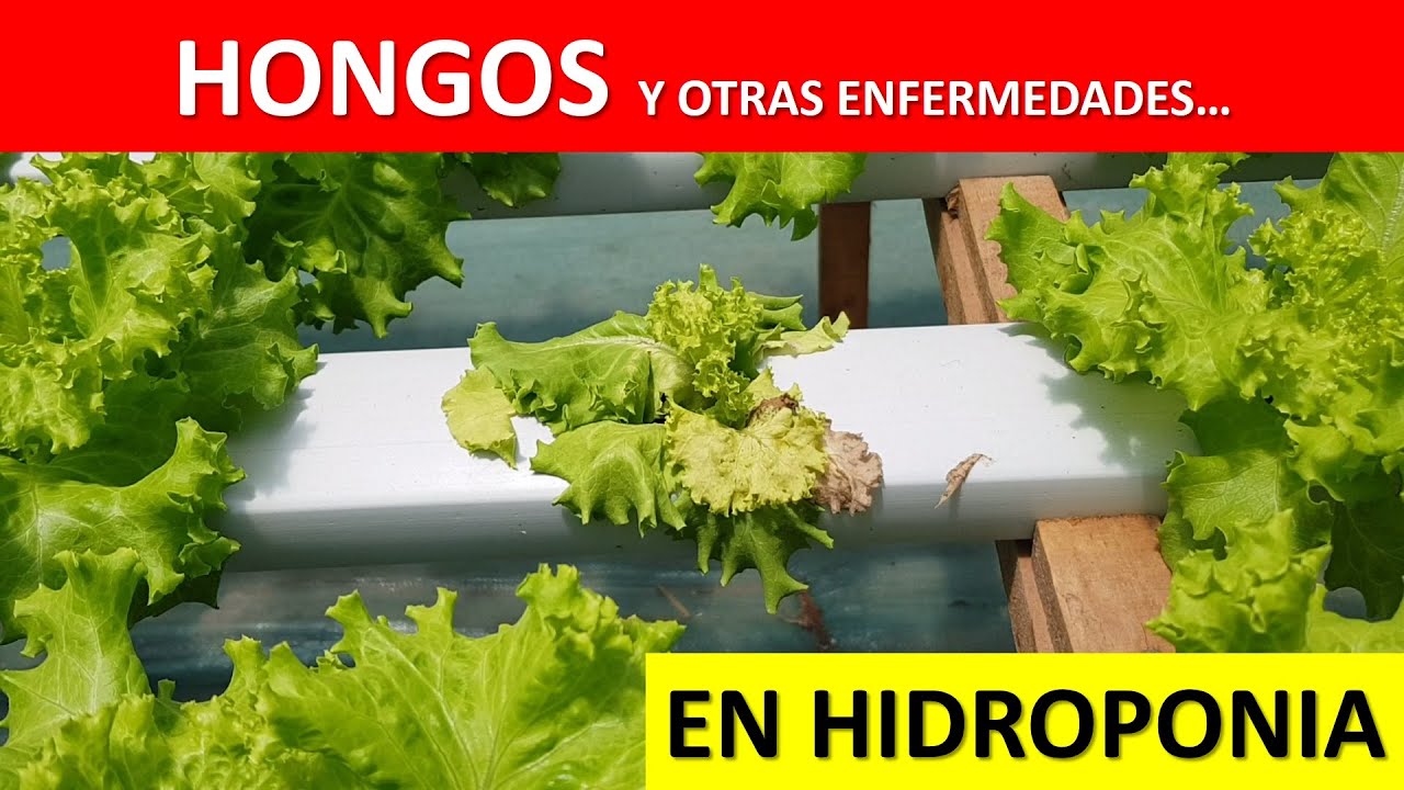 Enfermedades en Hidroponia