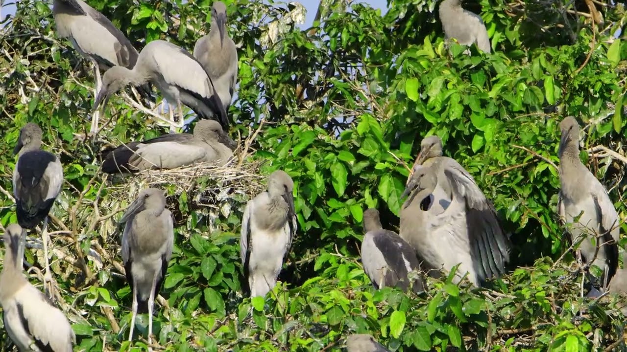Freedom Of Bird Life Live In The Beautiful Forest and Peaceful Place  0036