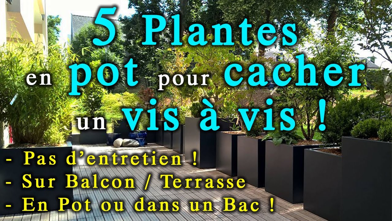 5 Plantes &agrave; Mettre en Bac comme Brise Vue ! (sur balcon/terrasse...)