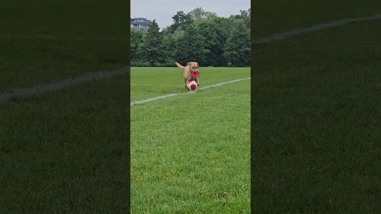 Dog Dribbles Soccer Ball!!!