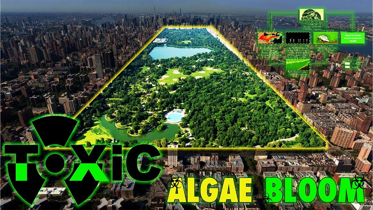 Central Park Fishing! - 