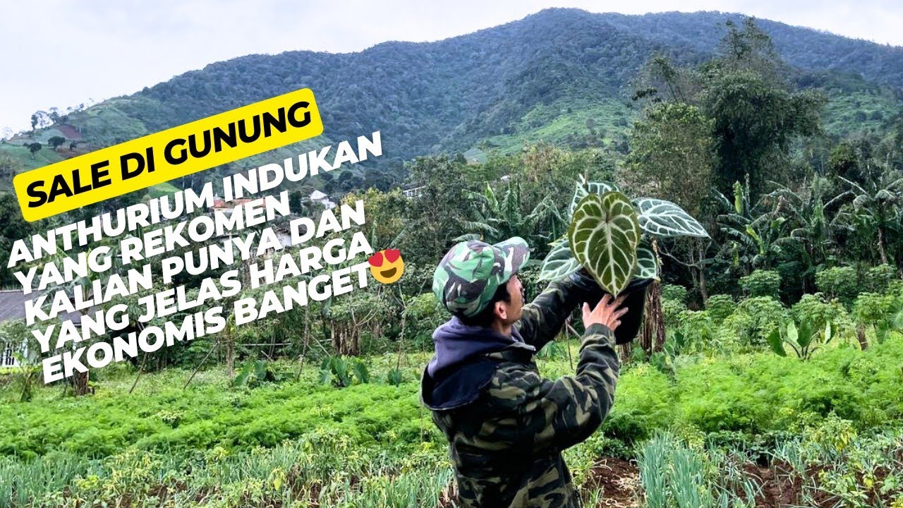 Tanaman Hias Anthurium Indukan Cakep Di Kaki Gunung Baud 🔩 REKOMEN‼️