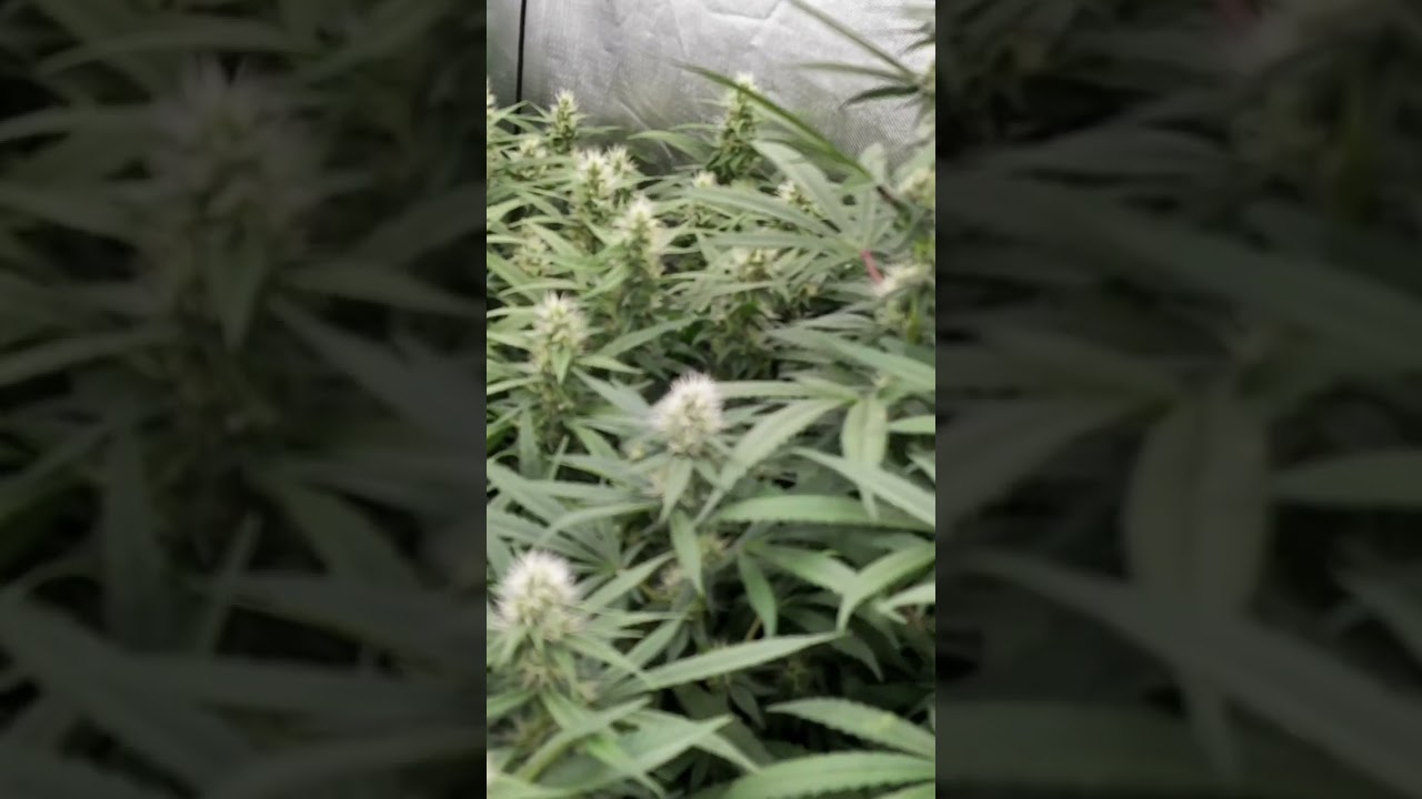 #Timelapse #shorts #shortvideo #short #plants #floweringplants #weed #cannabis #video #viralvideo