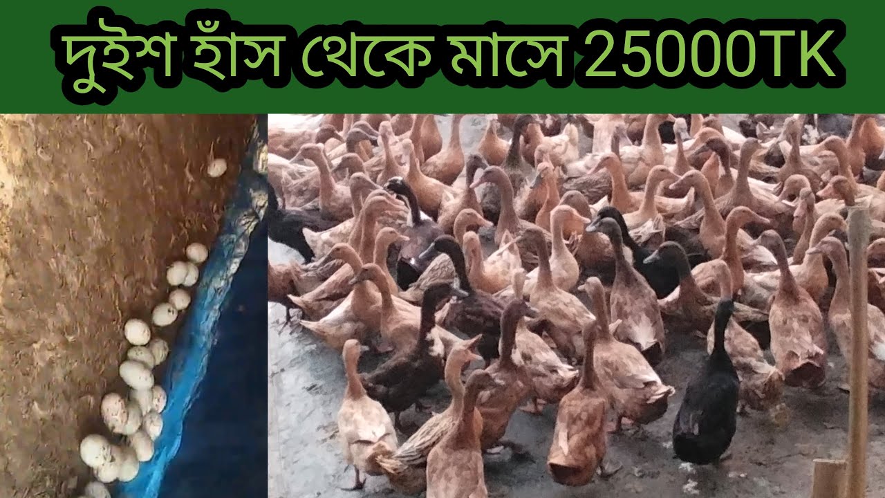 01982056392 | দুইশ হাস থেকে আমি মাসে কয় টাকা ইনকাম করি । ডিম পাড়া হাঁসের খাবার | হাঁসের খাবার