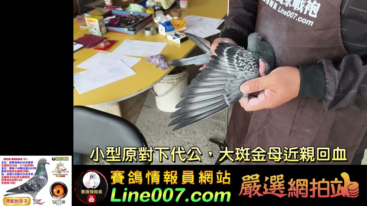 超純的大斑飛戈金母原配對直子鑑賞，全兄姊已同孵入賞四羽！　#朝旭競翔 #網拍 #種鴿 #賽鴿 #強豪 #嚴選網拍站 #賽鴿情報員 #鴿刊