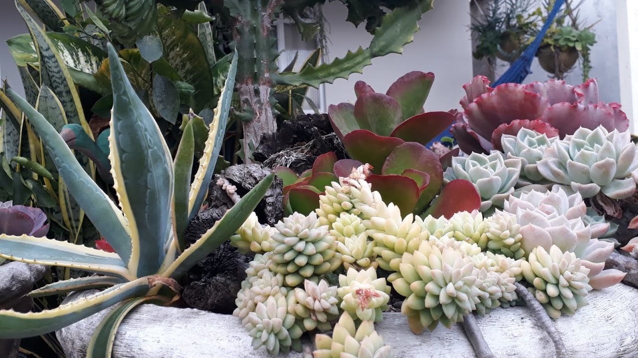 3 VASOS DE SUCULENTAS   NÃO MOSTRADAS NO ÚLTIMO TOUR PELO MEU JARDIM LINDAS E COLORIDAS