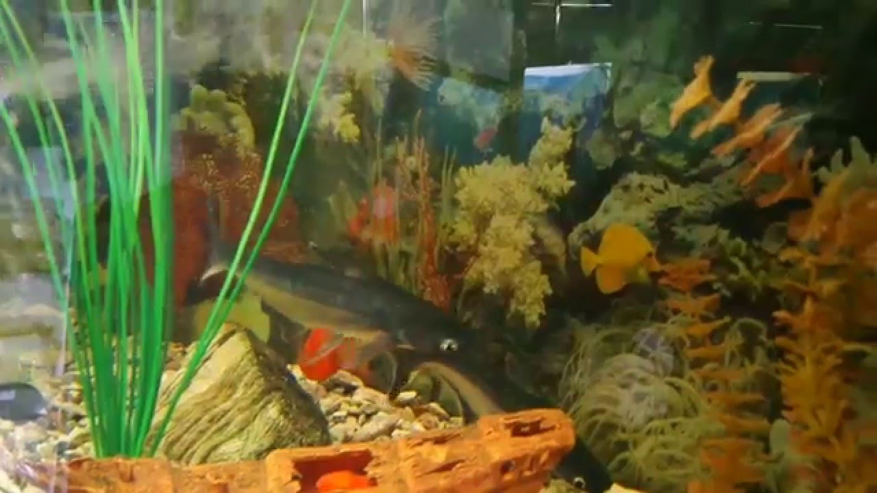 Пангасиус сиамский или Акулий сом (Pangasius sutchi)