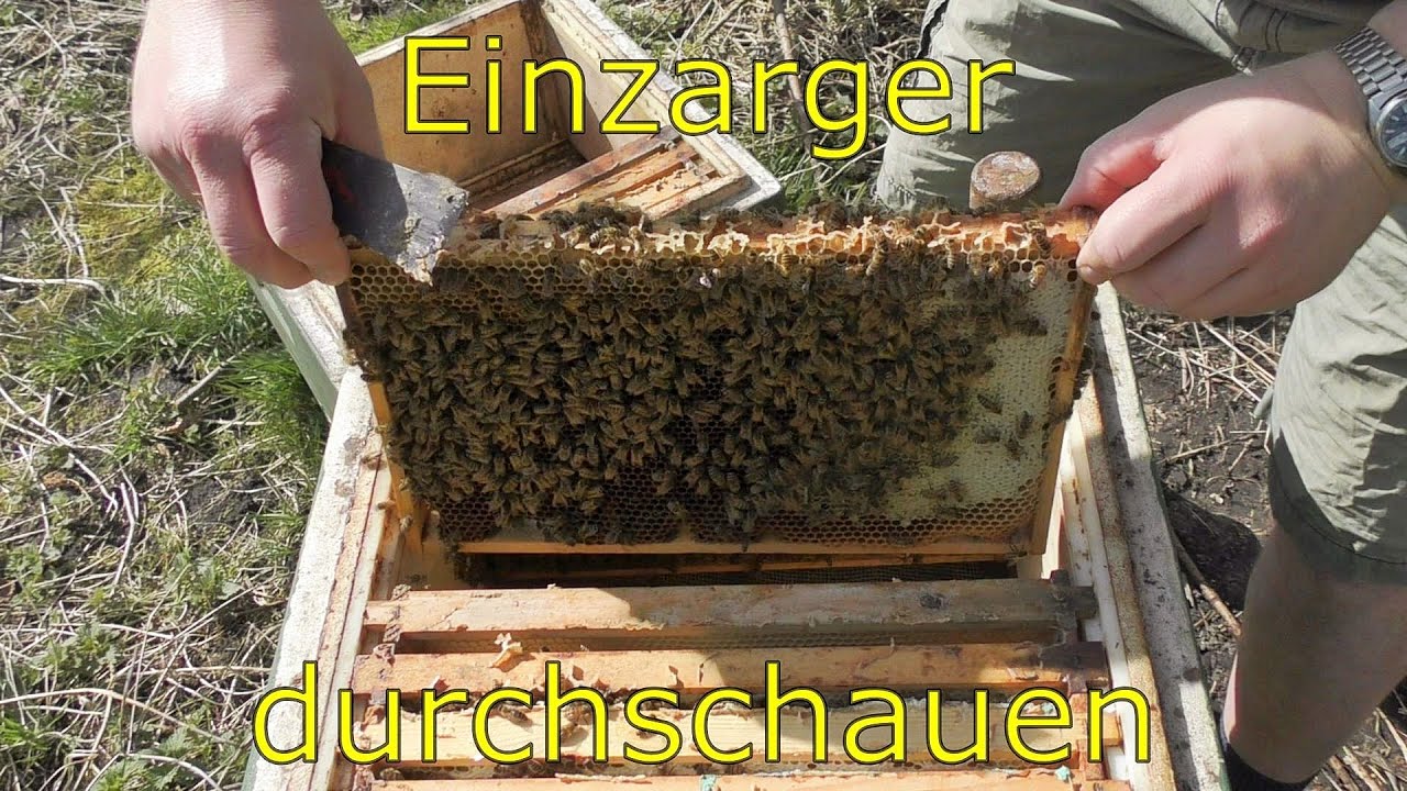 #Imkern #Bienen Frühjahrsdurchsicht eines Ablegers