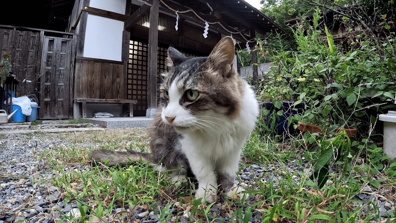 梅宮大社　お互い干渉しないように適度な距離感を保ちながら夕飯を待つ閉門間近の神社の猫神主たち