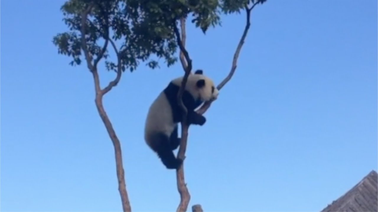 Funny Panda Clips | Panda Fails and Funny Moments | This Is China