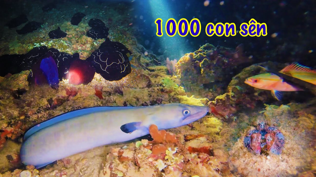 Thu Phục Con Lương Dài Trong Hang Sâu | Thợ Lặn Run Sợ Khi Thấy Hàng 1000 Con Sên